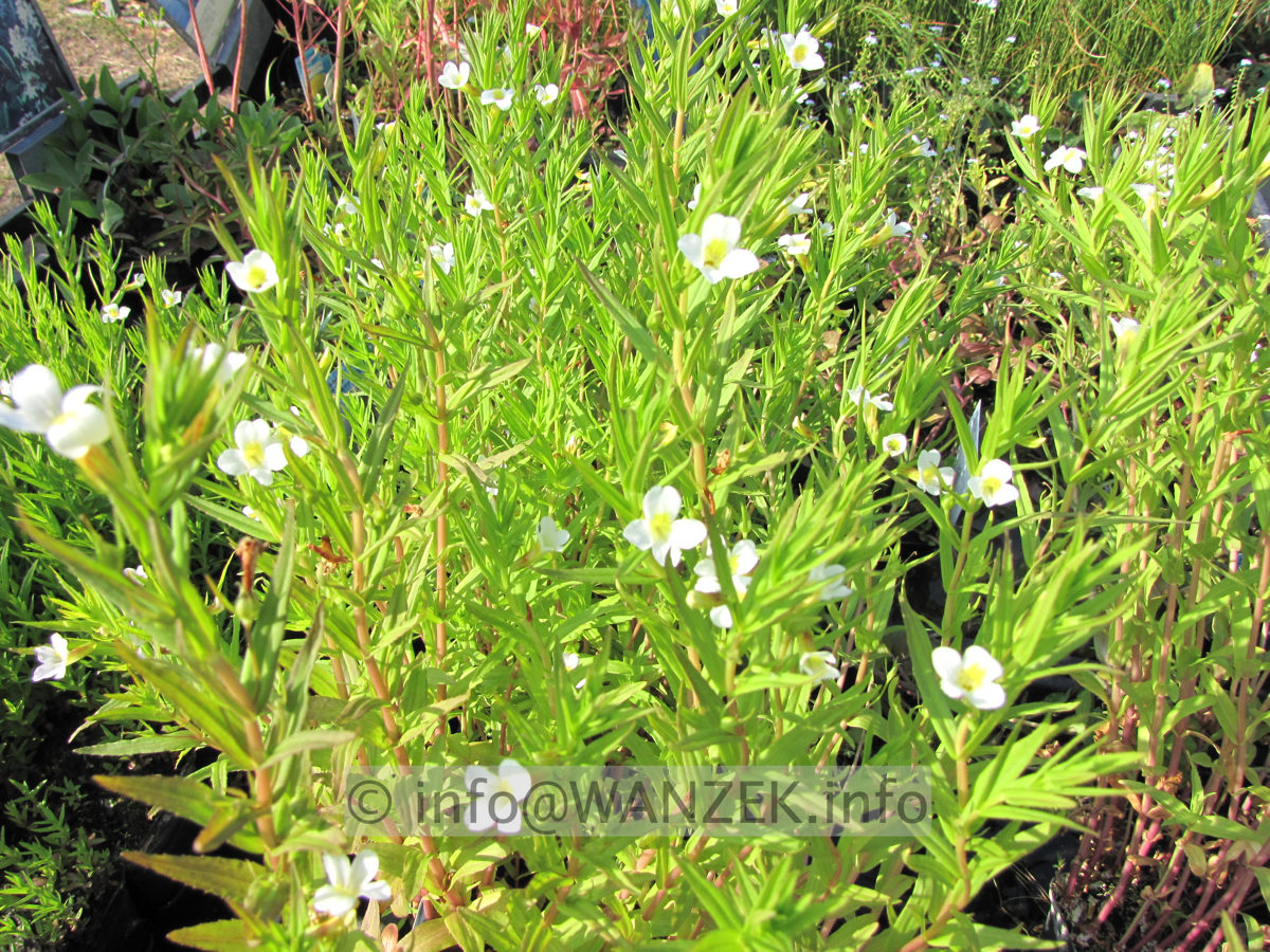Gratiola officinalis 02.JPG